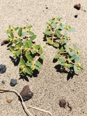 Euphorbia ocellata