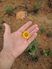 Helianthus gracilentus