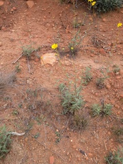 Helianthus gracilentus