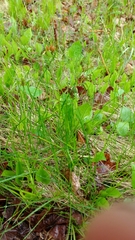 Carex pensylvanica