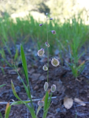 Thysanocarpus curvipes
