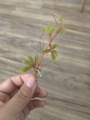 Parthenocissus quinquefolia