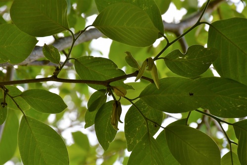 Annona cherimola