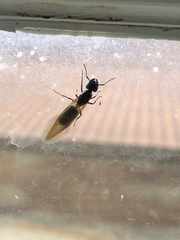 Camponotus modoc