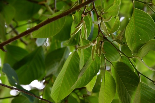 Annona cherimola