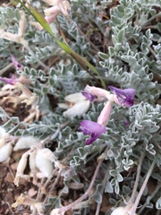 Astragalus utahensis
