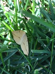 Neoterpes edwardsata