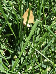 Neoterpes edwardsata