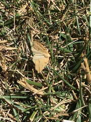 Neoterpes edwardsata