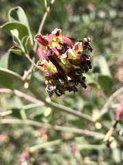 Hosackia crassifolia