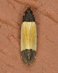 Anacampsis coverdalella