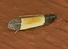 Anacampsis coverdalella