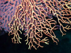 Melithaea