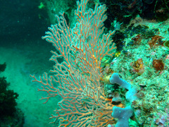 Melithaea