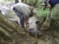 Macrochelys temminckii