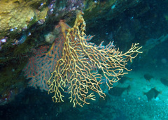 Melithaea