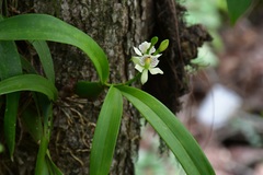 Prosthechea radiata