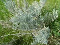 Artemisia cana