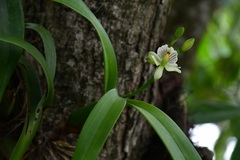 Prosthechea radiata