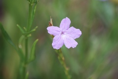 Bouchea linifolia