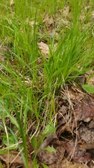 Carex pensylvanica