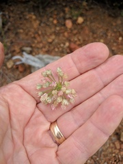 Allium marvinii