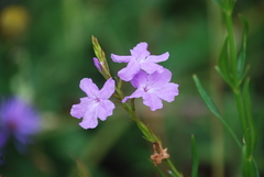 Bouchea linifolia