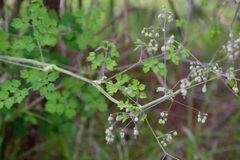 Thalictrum guatemalense