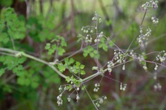 Thalictrum guatemalense