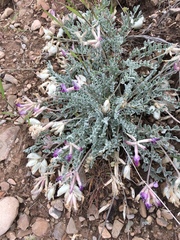 Astragalus utahensis