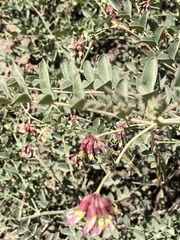 Hosackia crassifolia