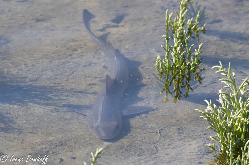 Brown smooth hound (Mustelus henlei) — Triakidae — 5