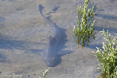 Mustelus henlei