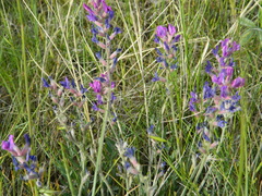 Oxytropis lambertii