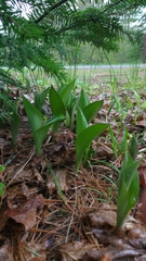 Clintonia borealis