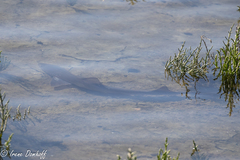 Mustelus henlei
