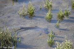 Mustelus henlei