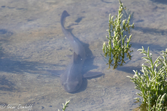 Mustelus henlei