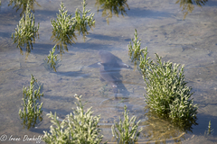 Mustelus henlei