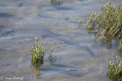 Mustelus henlei