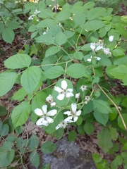 Rubus idaeus strigosus
