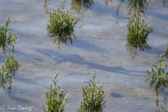 Mustelus henlei