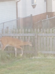 Odocoileus virginianus
