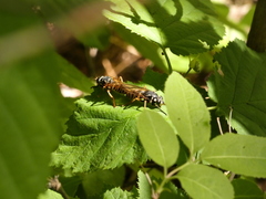 Temnostoma excentrica