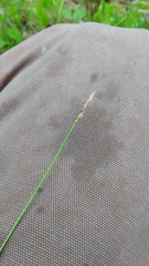 Carex pensylvanica