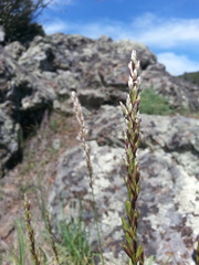 Melica californica