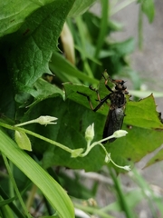 Pamponerus germanicus