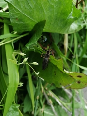 Pamponerus germanicus