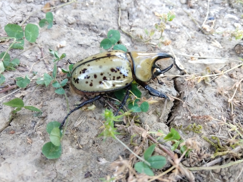 Eastern Hercules Beetle