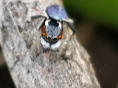 Maratus anomalus